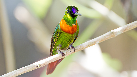 Gould's Jewelfront (Heliodoxa aurescens)