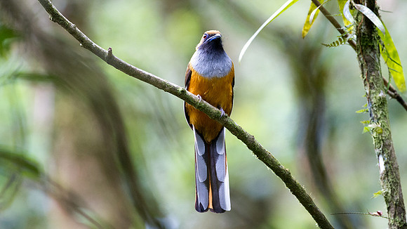 Whitehead's Trogon (Harpactes whiteheadi) female