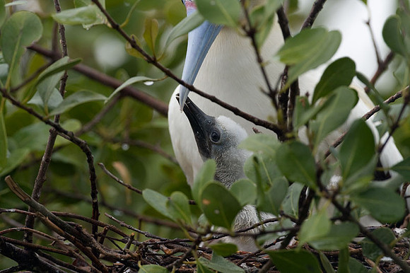 Red-footed Booby (Sula sula) feeding young