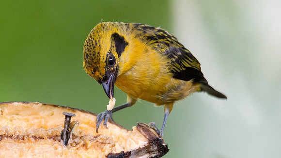 Golden Tanager (Tangara arthus)