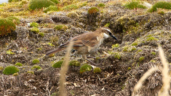 Stout-billed Cinclodes (Cinclodes excelsior)