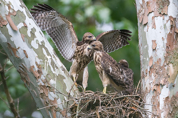 Red-shouldered Hawk (Buteo lineatus) juvenile