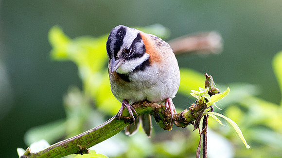 Rufous-collared Sparrow (Zonotrichia capensis)