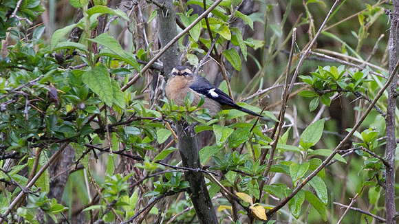 Cinereous Conebill (Conirostrum cinereum)