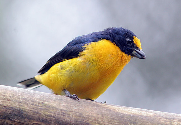 Yellow-throated Euphonia (Euphonia hirundinacea) male
