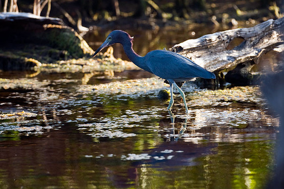 Little Blue Heron (Egretta caerulea)