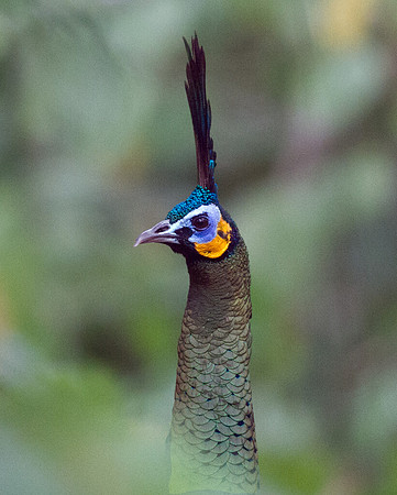 Green peafowl (Pavo muticus)