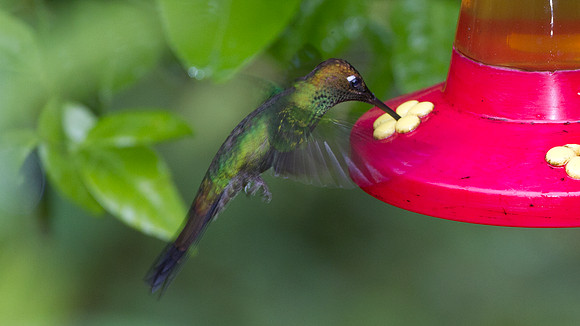 Violet-fronted Brilliant (Heliodoxa leadbeateri)