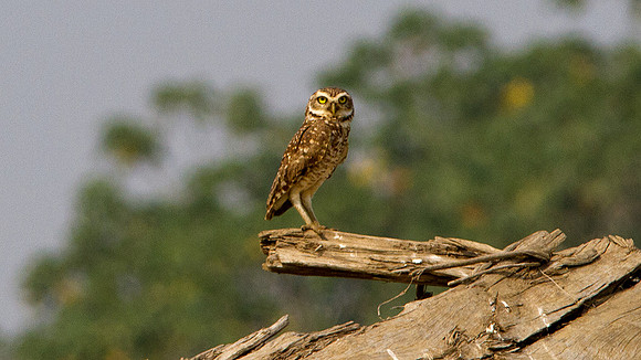 Burrowing Owl (Athene cunicularia)
