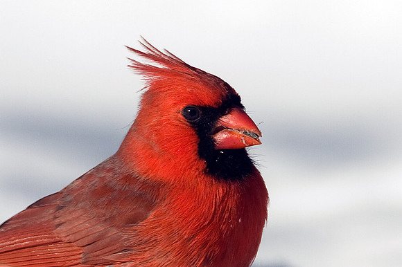 Northern Cardinal (Cardinalis cardinalis) male; also known as Common Cardinal