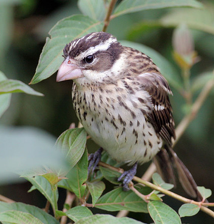 Rose-breasted Grosbeak (Pheucticus ludovicianus) female