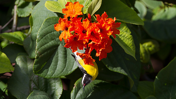 Bananaquit (Coereba flaveola)