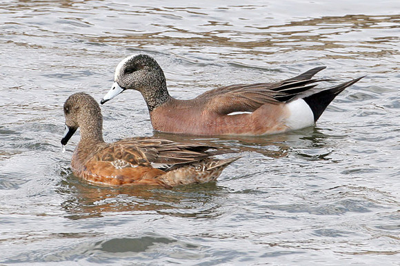 American Wigeon (Anas americana)