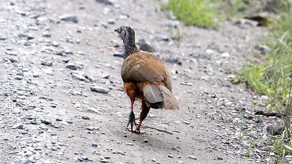 Andean Guan (Penelope montagnii)