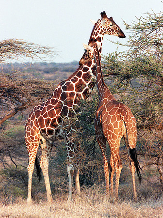 1988 Africa Giraffe img256
