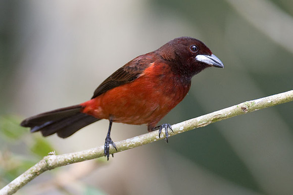 Crimson-backed Tanager (Ramphocelus dimidiatus)