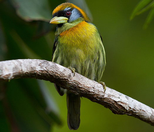 Red-headed Barbet (Eubucco bourcierii) Female