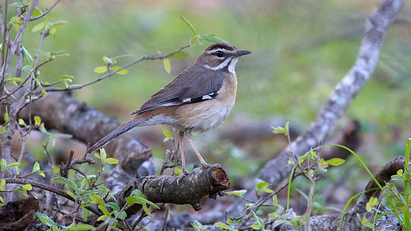 Bearded Scrub Robin (Cercotrichas quadrivirgata)