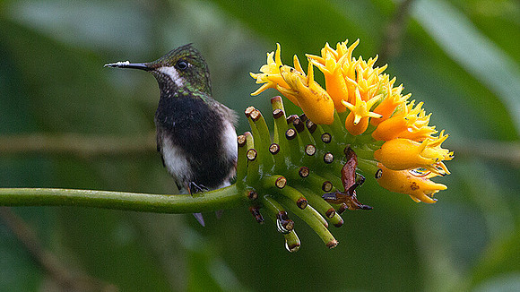 Black-bellied Thorntail (Discosura langsdorffi)