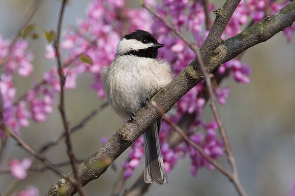 Carolina Chickadee (Poecile carolinensis)