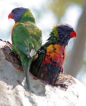 Rainbow Lorikeet (Trichoglossus haematodus)