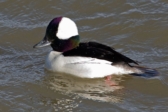 Bufflehead (Bucephala albeola)