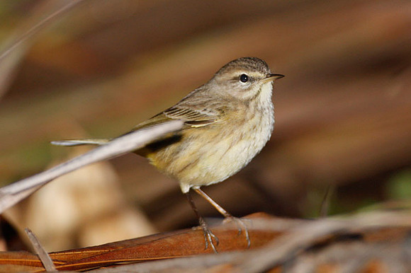 Palm Warbler (Dendroica palmarum)