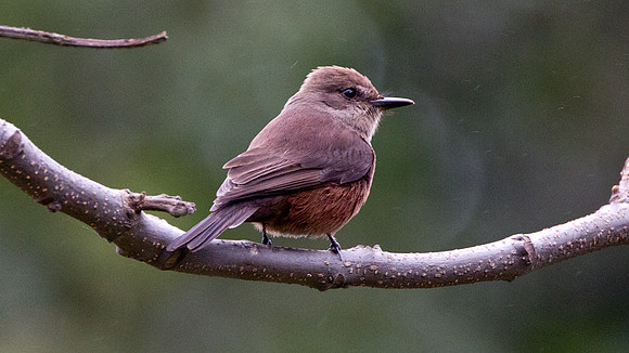 Vermilion Flycatcher (Pyrocephalus rubinus)