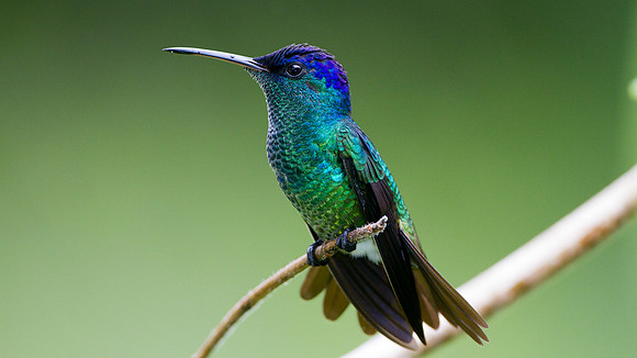 Golden-tailed Sapphire (Chrysuronia oenone)