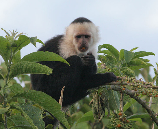 White-headed Capuchin (Cebus capucinus) also known as White-faced Capuchin