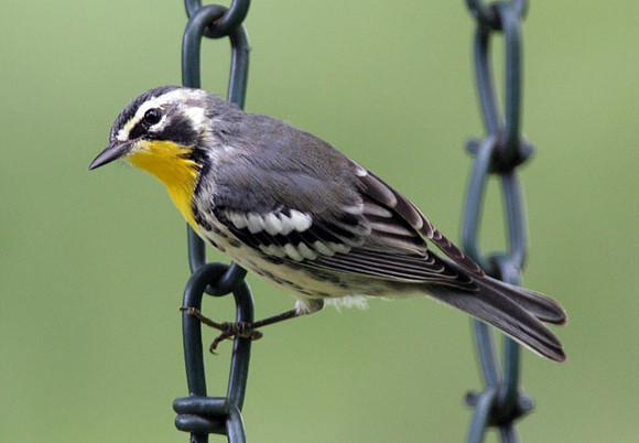 Yellow-throated Warbler (Dendroica dominica)