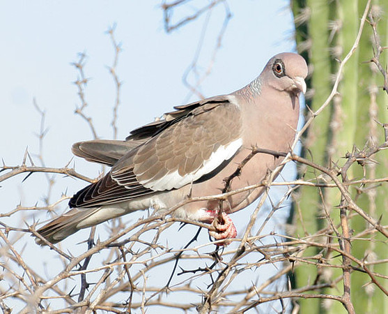 Bare-eyed Pigeon (Patagioenas corensis)