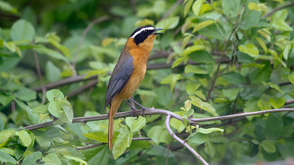 White-browed Robin-Chat (Cossypha heuglini)