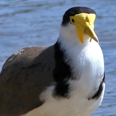 Masked Lapwing (Vanellus miles) also known as Masked Plover, Spur-winged Plover