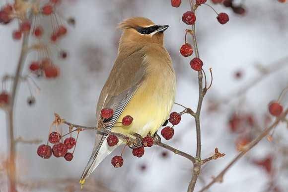Cedar Waxwing (Bombycilla cedrorum)