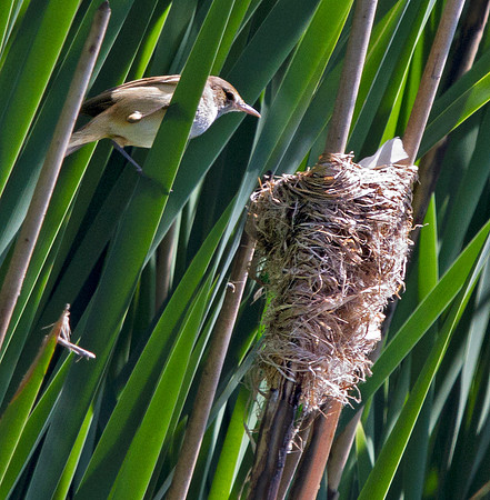 Australian reed warbler (Acrocephalus australis)