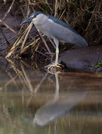 Black-Crowned Night-Heron (Nycticorax nycticorax)