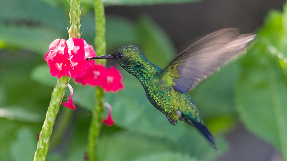 Blue-tailed Emerald (Chlorostilbon mellisugus)