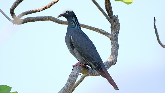 White-crowned Pigeon (Patagioenas leucocephala)
