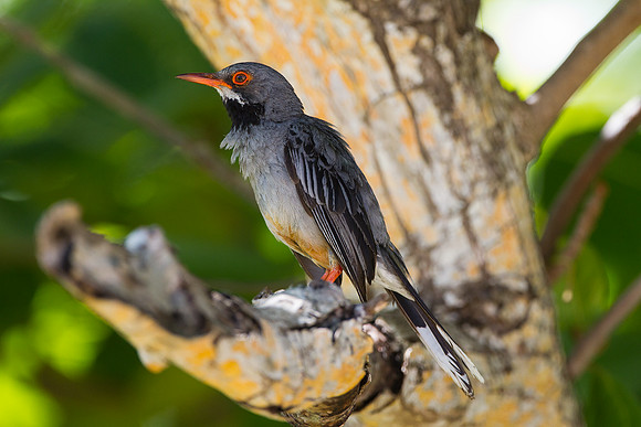 Red-legged Thrush (Turdus plumbeus)