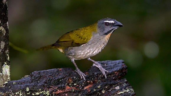 Buff-throated Saltator (Saltator maximus)