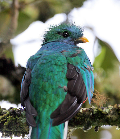 Resplendent Quetzal (Pharomachrus mocinno) juvenile