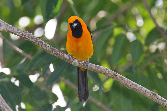Hooded Oriole (Icterus cucullatus) male