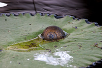 Snail