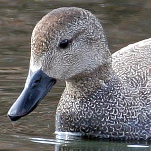 Gadwall (Anas strepera)