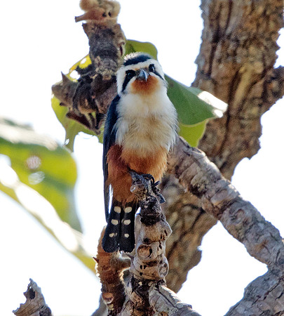 Collared falconet (Microhierax caerulescens)