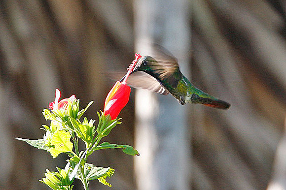 Green-breasted Mango (Anthracothorax prevostii)
