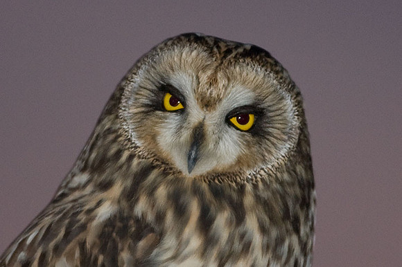 Short-eared Owl (Asio flammeus)