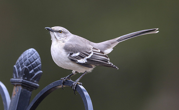 Northern mockingbird