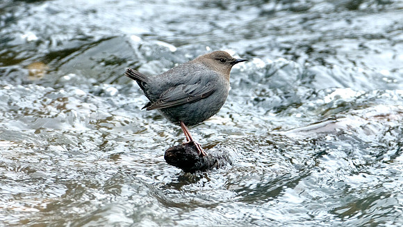 American Dipper (Cinclus mexicanus)